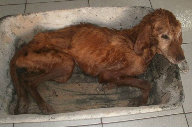 Ηράκλειο Κρήτης: Σκελετωμένος και ετοιμοθάνατος σκύλος